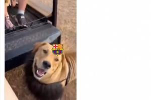 极致嘲讽！马竞官方晒视频讽刺巴萨，雄狮？其实是戴头套的狗！